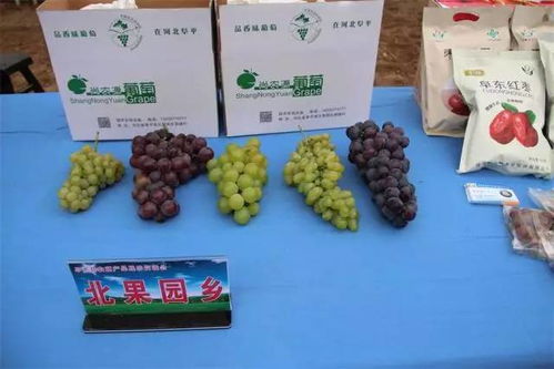 阜平縣農(nóng)副產(chǎn)品展示交流會 聚焦產(chǎn)業(yè)發(fā)展，助力鄉(xiāng)村振興